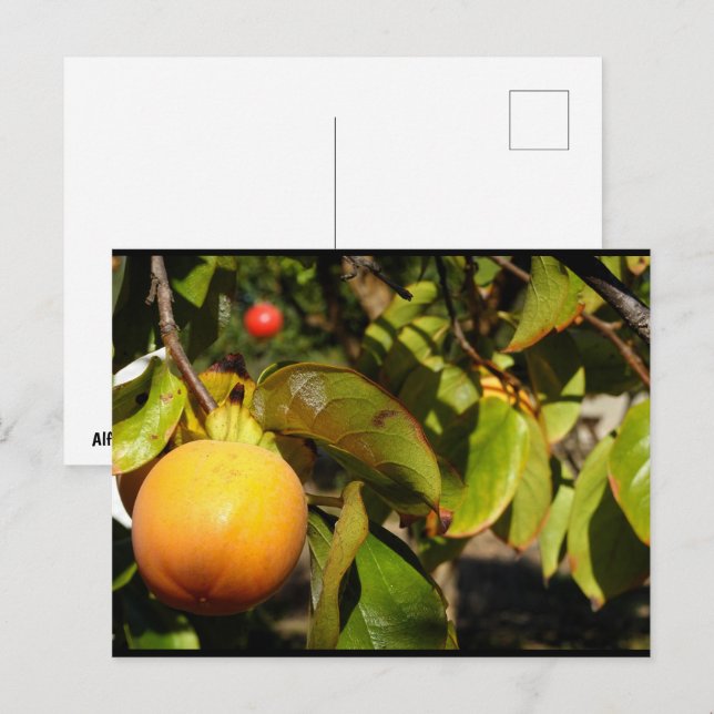Persimmon Fruit in Tree Postcard (Front/Back)