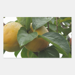 Persimmon fruits on the tree in leaves rectangular sticker