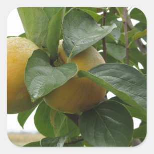 Persimmon fruits on the tree in leaves square sticker
