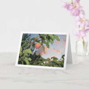 Persimmon in Tree, Pink Sky Portrait Card