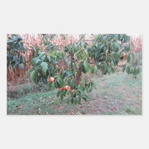 Persimmon kaki tree with sweet fruits rectangular sticker