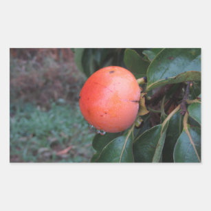 Persimmon kaki tree with sweet ripe fruits rectangular sticker