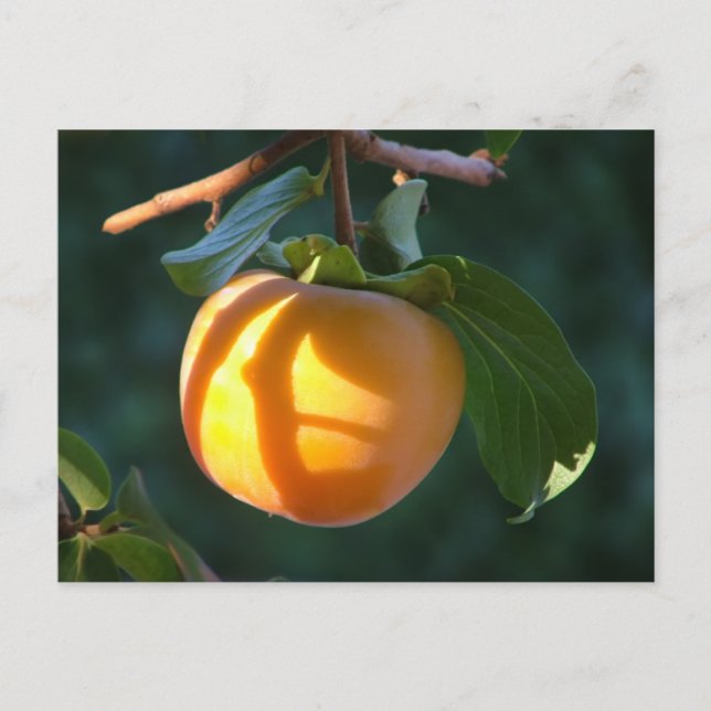 persimmon postcard (Front)