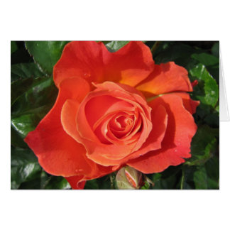 Persimmon Rose Cards
