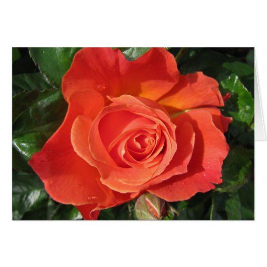 Persimmon Rose Cards (Front Horizontal)