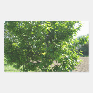 Persimmon tree with green leaves rectangular sticker