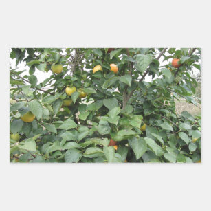 Persimmon tree with sweet kaki fruits rectangular sticker