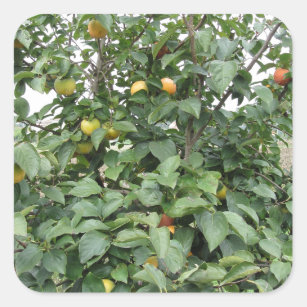 Persimmon tree with sweet kaki fruits square sticker