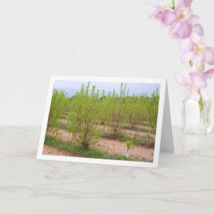 Persimmon Trees in Spring Card