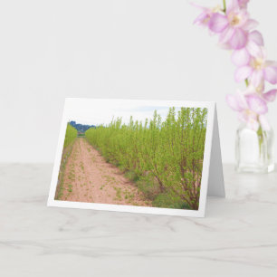 Persimmon Trees in Spring Card