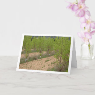 Persimmon Trees in Spring Card