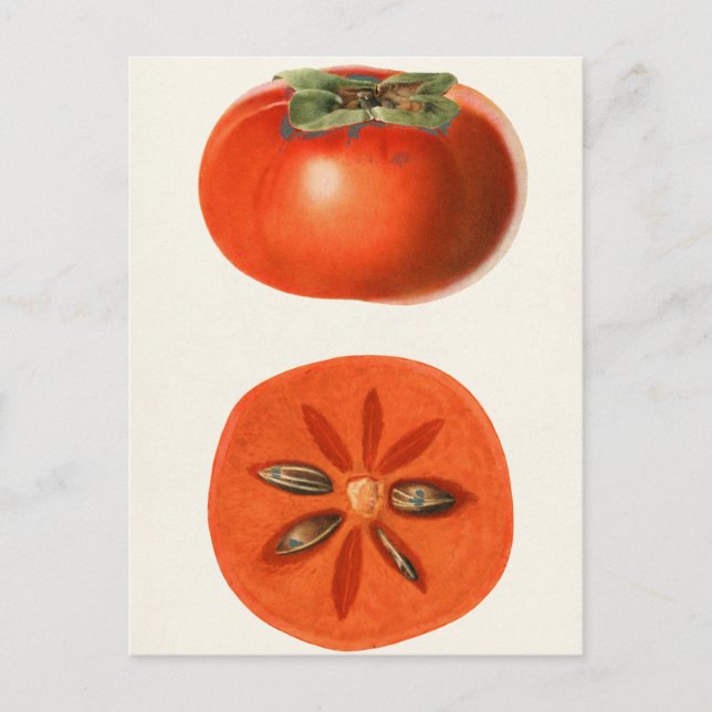 Persimmons Fruit Watercolor Painting Postcard (Front)
