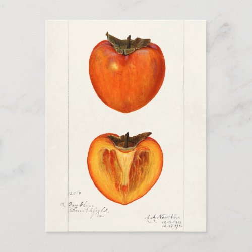 Persimmons Fruit Watercolor Painting Postcard