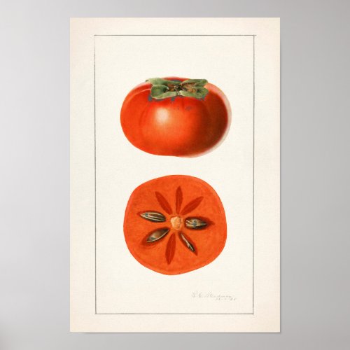 Persimmons Fruit Watercolor Painting Poster