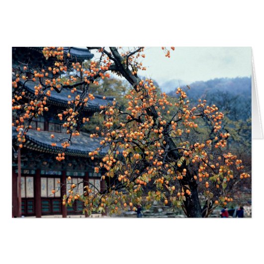 Persimmons tree, fall cards (Front Horizontal)