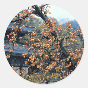 Persimmons tree, fall classic round sticker