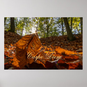 Personal Carpe Diem shiny colorful leaves forest Poster