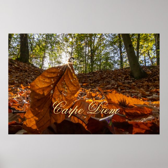 Personal Carpe Diem shiny colorful leaves forest Poster (Front)