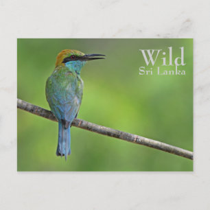 Personalised Bee-eater Postcard