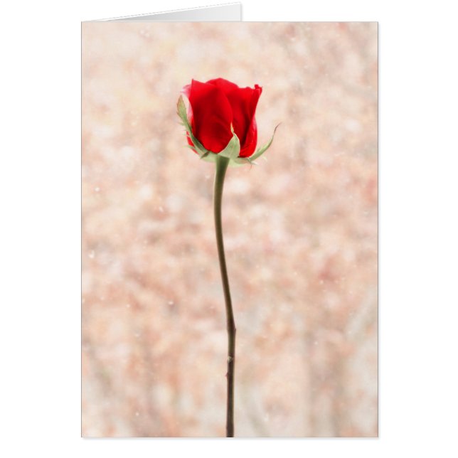 Personalizable Beautiful Red Rose Cards (Front)