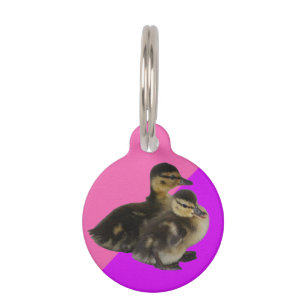 **Personalize** Baby Ducks on Pink & Purple Sorbet Pet ID Tag