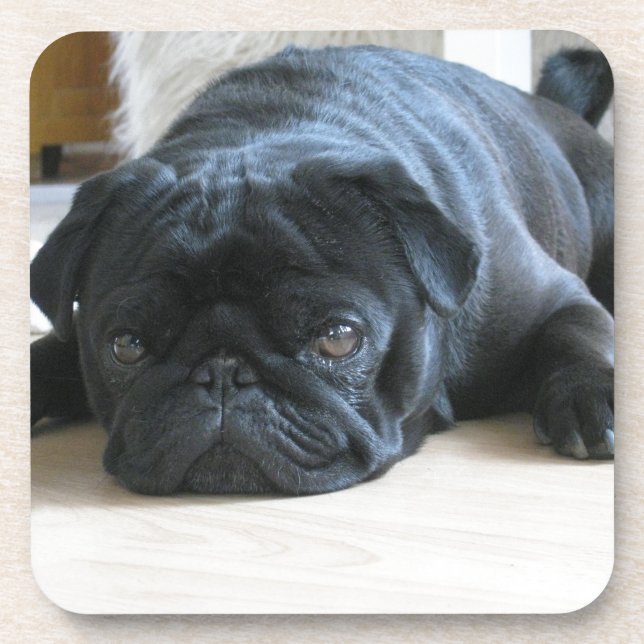 Personalize cute black Pug Puppy accessories name Coaster (Front)