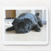 Black pug outlet accessories