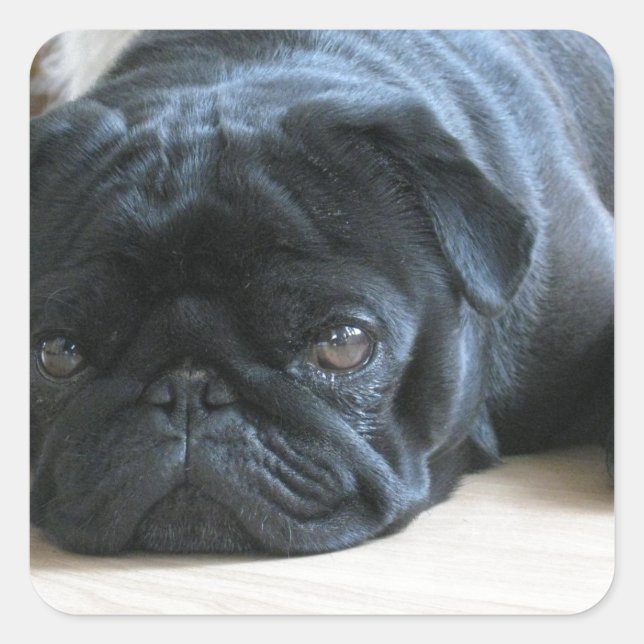Personalize cute black Pug Puppy accessories name Square Sticker (Front)