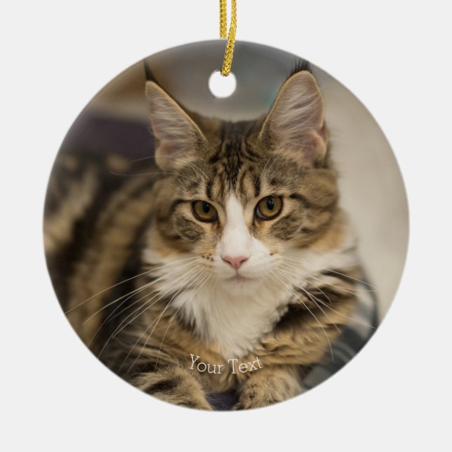 Personalize Cute Maine Coon kitten straight look Ceramic Ornament (Front)
