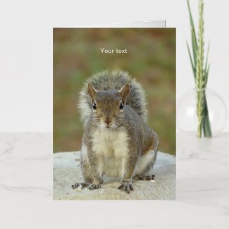Personalize Cute Squirrel face to face photography