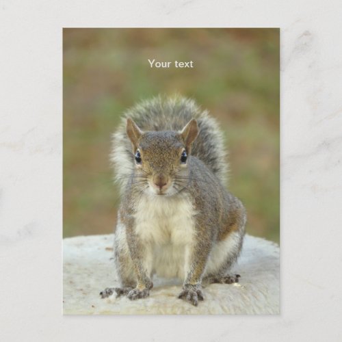 Personalize Cute Squirrel face to face photography Postcard