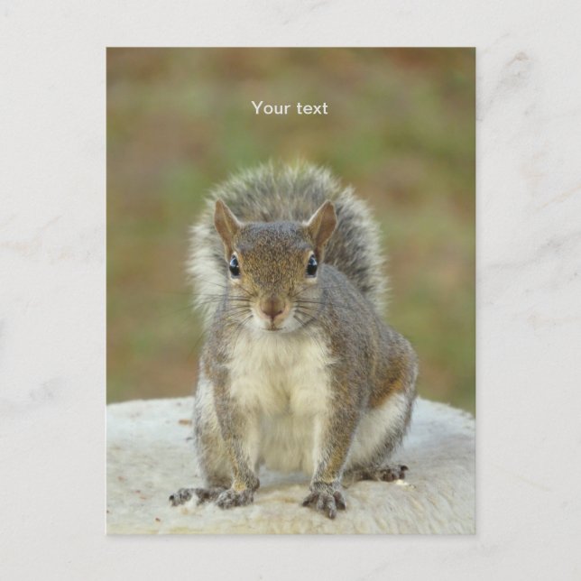 Personalize Cute Squirrel face to face photography Postcard (Front)