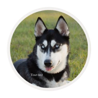 Personalize Happy playful Siberian Husky puppy