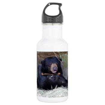 Personalize Honey Bear (sun Bear) Photo Stainless Steel Water Bottle by Scotts_Barn at Zazzle
