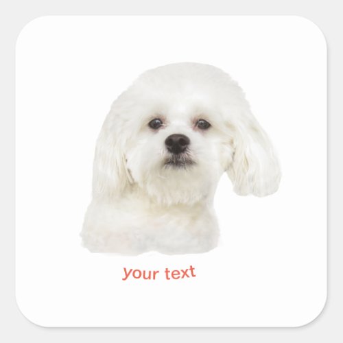 Personalize Maltese dog Square Sticker