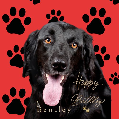 Personalize Photo Pet Dog Black Bentley  Paper Plates