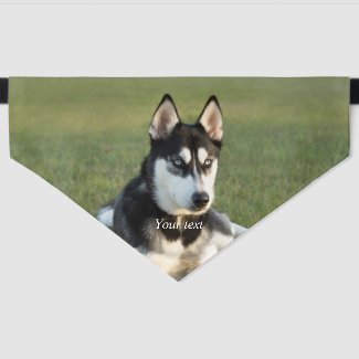Personalize Siberian Husky puppy portrait