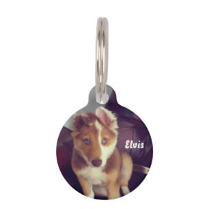 Personalize your own pet ID tag