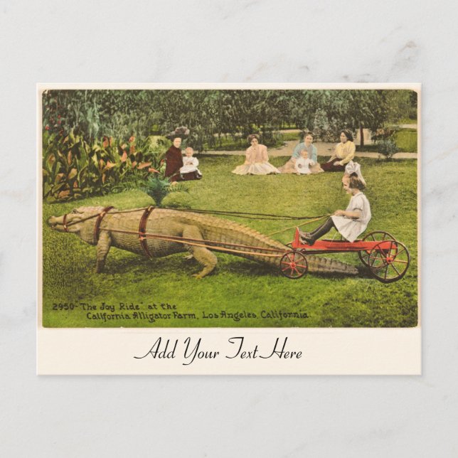 Personalized Alligator Postcard (Front)