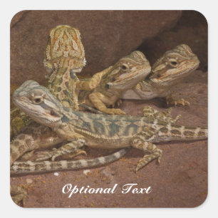 Personalized Baby Bearded Dragon Lizard Jigsaw Puz Square Sticker