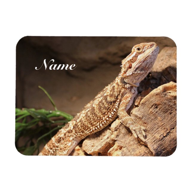 Personalized Baby Bearded Dragon Lizard Magnet (Horizontal)