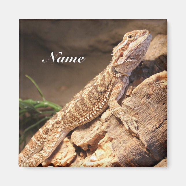 Personalized Baby Bearded Dragon Lizard Magnet (Front)