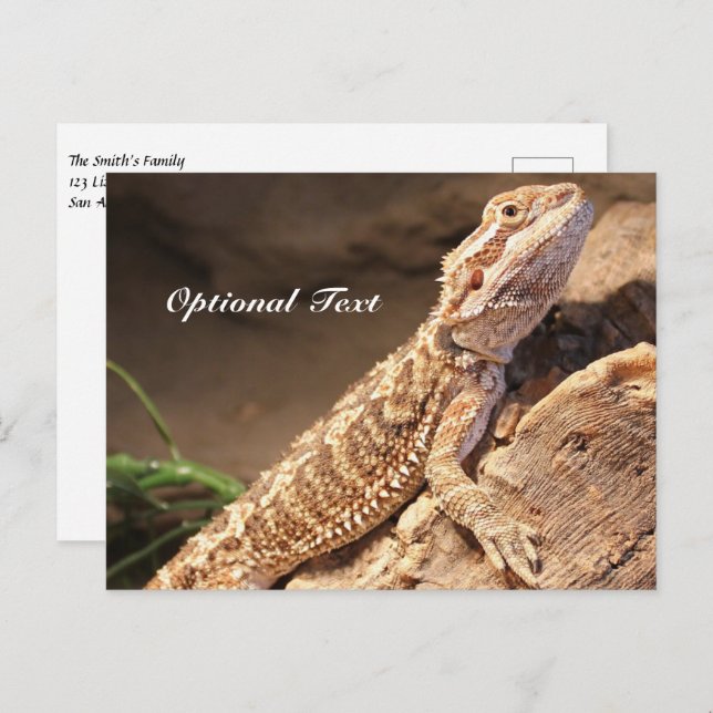 Personalized Baby Bearded Dragon Lizard Postcard (Front/Back)
