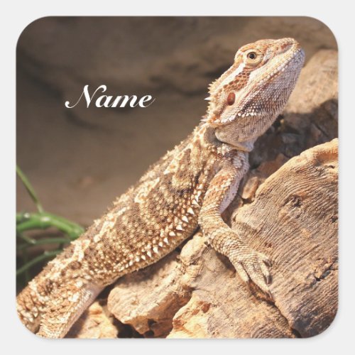 Personalized Baby Bearded Dragon Lizard Square Sticker