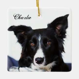 Personalized Black and White Border Collie