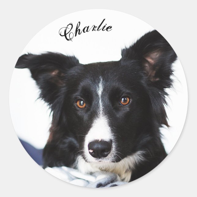 Personalized Black and White Border Collie Classic Round Sticker (Front)