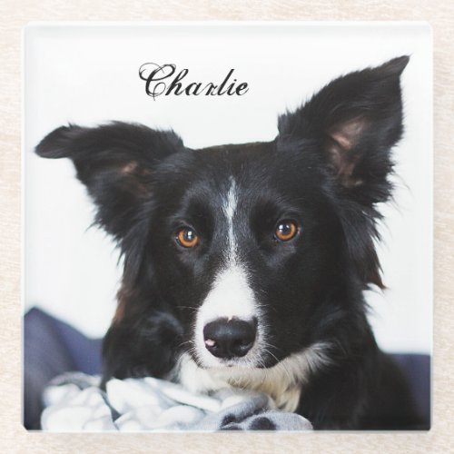 Personalized Black and White Border Collie Glass Coaster