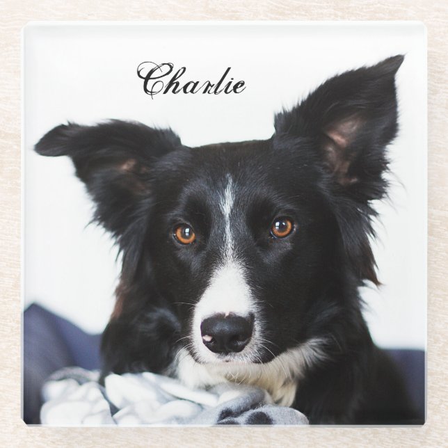 Personalized Black and White Border Collie Glass Coaster (Front)
