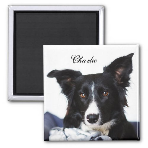 Personalized Black and White Border Collie Magnet