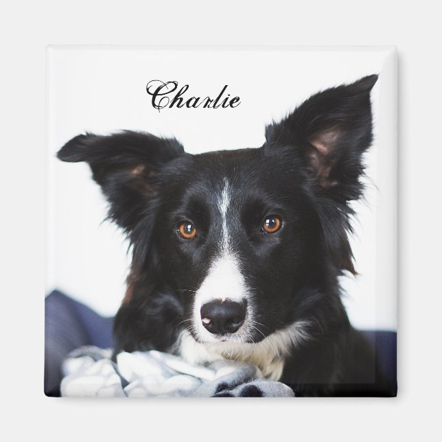 Personalized Black and White Border Collie Magnet (Front)